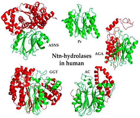 The Human Ntn-Hydrolase Superfamily: Structure, Functions and Perspectives