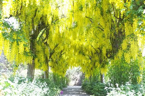 Image result for Pruning a Laburnum Tree