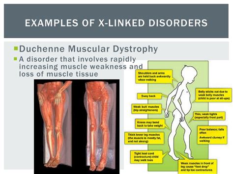 PPT - Genetic Mutations and Disorders: Impact on Health PowerPoint Presentation - ID:8842935