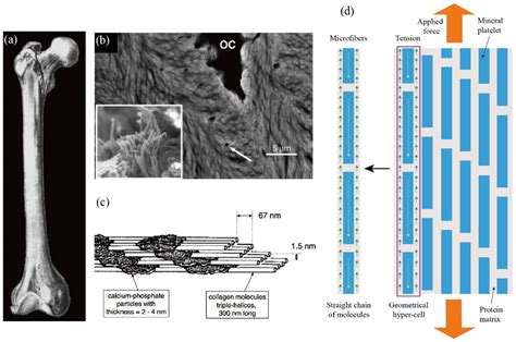 Convolution Kernel Function and Its Invariance Properties of Bone ...