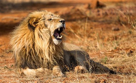 The Lion King 2019 Hyenas 的图像结果