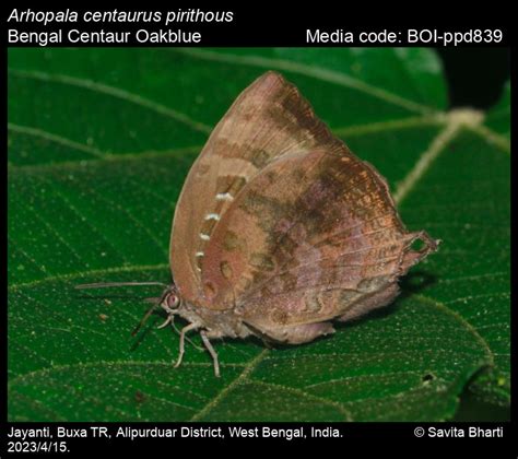 Arhopala centaurus pirithous | Butterfly