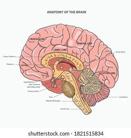 Image result for Brain Network Python