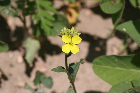 Wild mustard – Sinapis arvensis - Plant & Pest Diagnostics