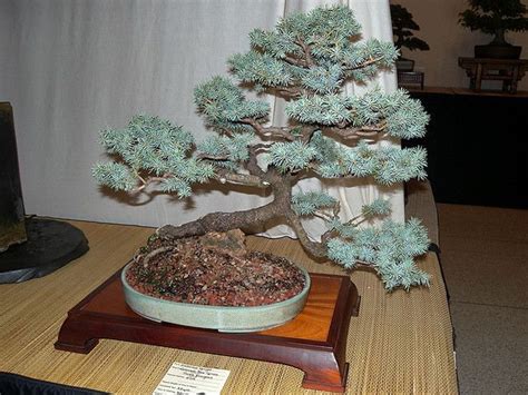 Blue Spruce Bonsai Tree Seeds for Planting 20 Seeds - Etsy