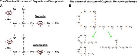 The physiology and pharmacology of oxytocin in labor and in the peripartum period - American ...