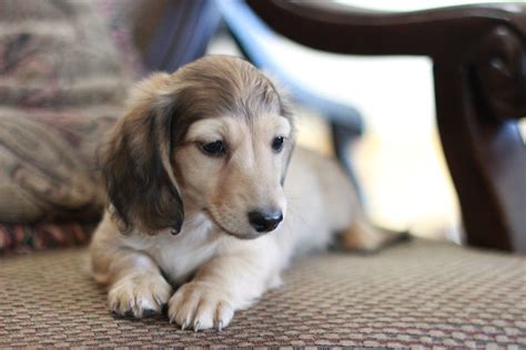 Puppies | Crown Dachshunds