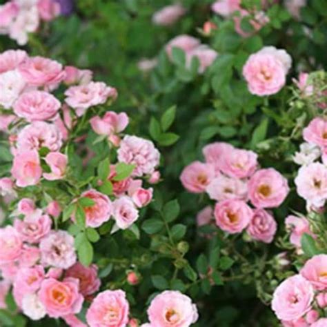 Mphmi Live Plant Nursery NCR Plants Button Rose Plant Dwarf Pink ...