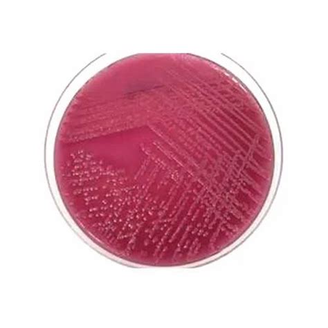 Agar Plate - Mueller Hinton Agar Plate Manufacturer from Hyderabad