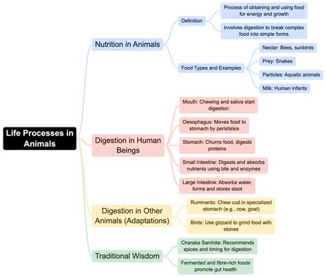 Class 7 Science Olympiad Life Processes In Animals Mind Map - Key Concepts