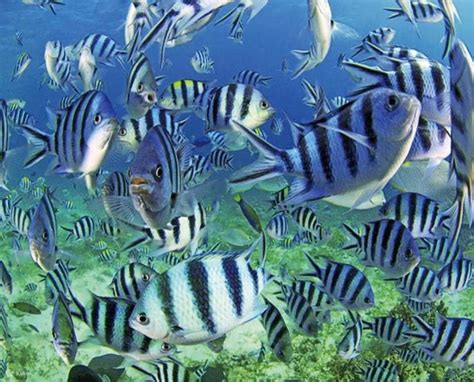 Discover the Joy of Fun Diving in Mactan and Hilutungan Islands - Klook ...