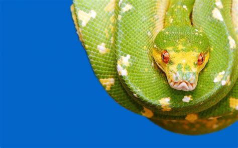Image result for Green Tree Python Wallpaper