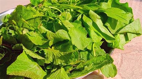 अक्टूबर में उगाने के लिए बेस्ट हैं ये सब्जी,इन्हें गार्डन में दें जगह ...