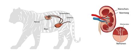 Chronische nierziekte bij grote katachtigen - FELIDA - een project van ...
