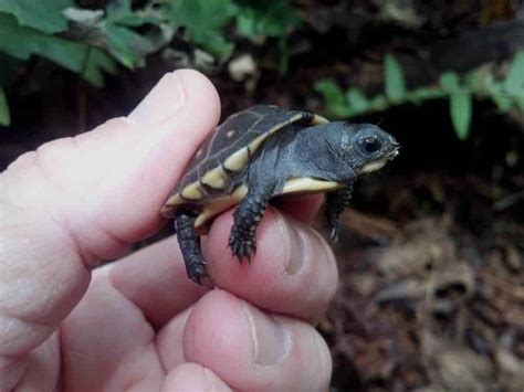 Image result for Dwarf Turtle
