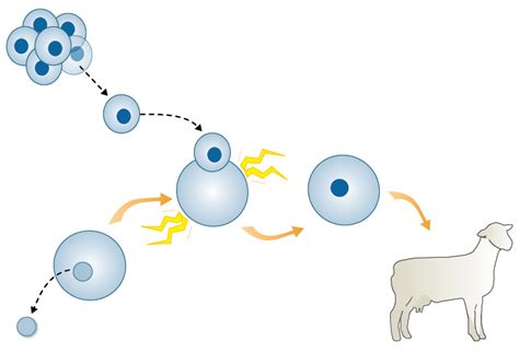 Cloning Reproduction 的图像结果