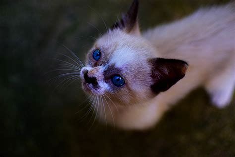 kitten, cute, kitty, cat, animal eye, domestic animals, adorable ...