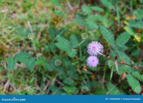 Mimosa Pudica Flower of Shy Plant Beautiful in Nature Stock Photo ...
