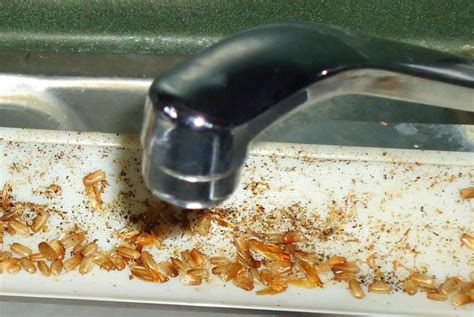 Cockroach Droppings 的图像结果