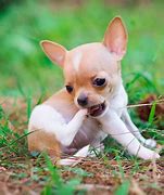 Image result for Very Cute Puppy