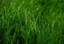 Image result for Grass