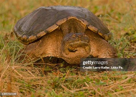 Image result for Defleshing Snapping Turtle Shell