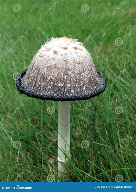 Shaggy Mane Mushroom stock image. Image of mane, inky - 27448479