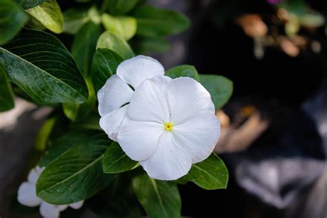 White Periwinkle Plant