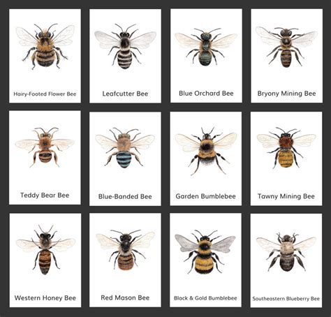 Image result for Bee Coding Java