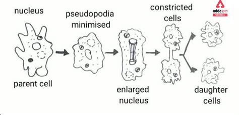 Amoeba: Cell, Diagram, Classification, Nutrition