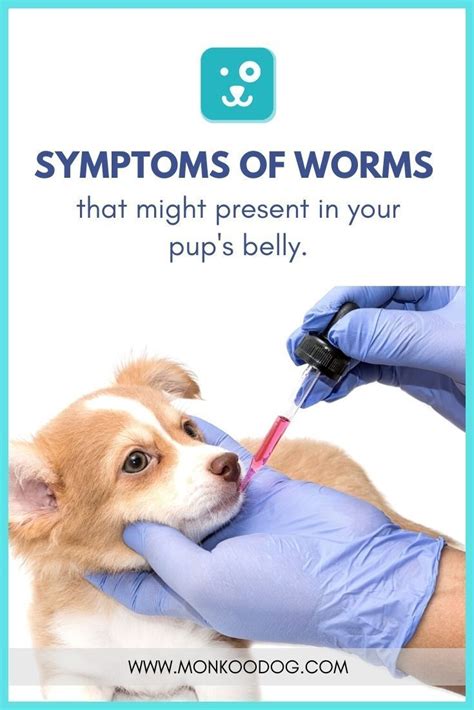 De Worming Dogs Naturally 的图像结果