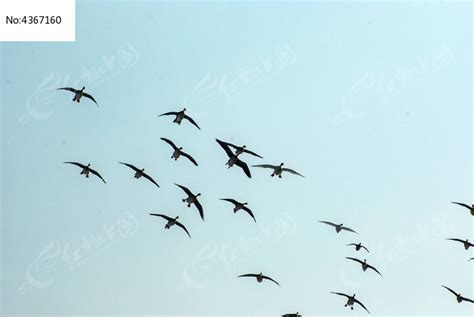 候鸟迁徙高清图片下载_红动网