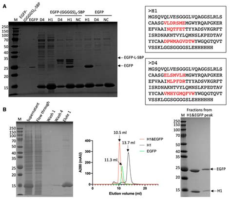 Validation and Optimization of PURE Ribosome Display for Screening ...