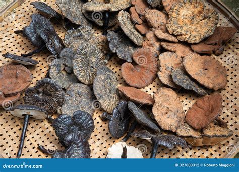 Chinese Mushrooms. Dried Black, Yellow and Brown Fungi Stock Photo ...