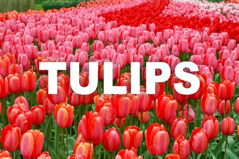 Tulip Spanish Word at Spencer Weedon blog
