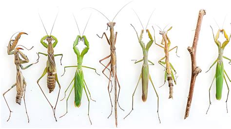 Praying Mantis Collection Diverse Species and Color Variations ...