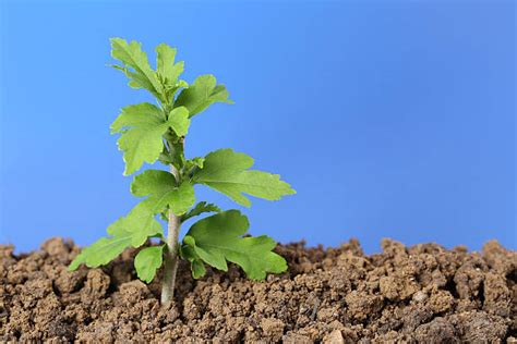 Image result for Small Oak Tree Sapling
