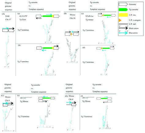 Image result for TG Genetic Modification