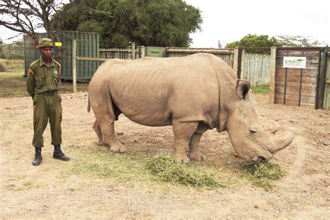 Do the World’s Three Remaining Northern White Rhinos Have a Future? | Blog | Nature | PBS