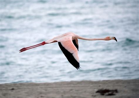 Are Flamingos Native To Florida? | Here & Now