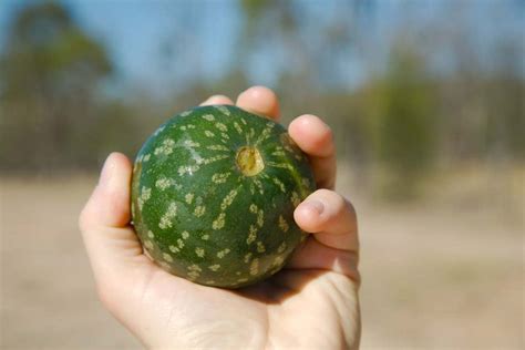 西瓜种子可以直接种在地里吗 - 花百科