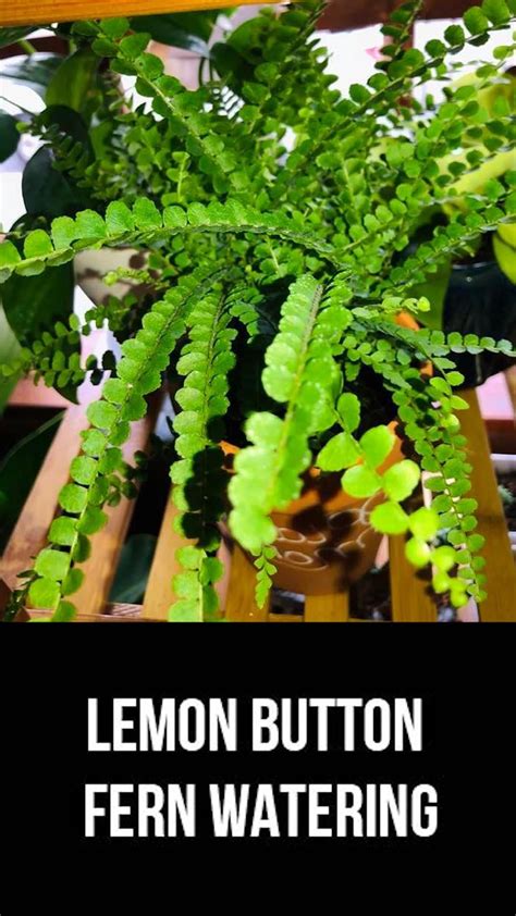 How often to water ferns calculator – Artofit