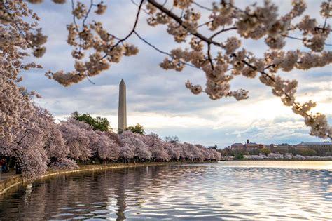 How to See the Cherry Blossoms in Washington, DC in 2025