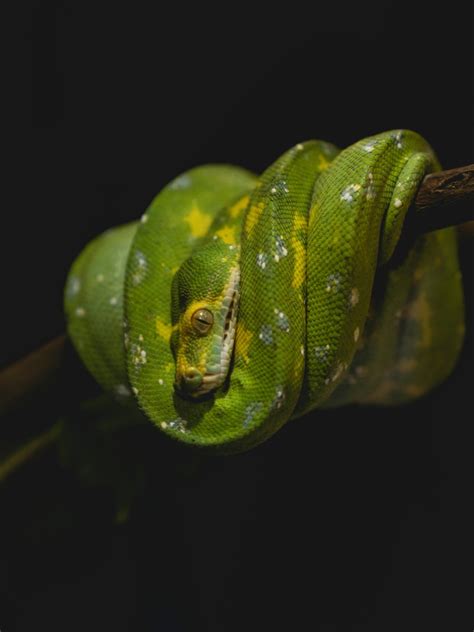 8 Animals That Eat Their Mates After Having Sex