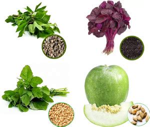 Early Green Amada / Amaranthus / Amaranthus Red /Ash Gourd Seed Price ...