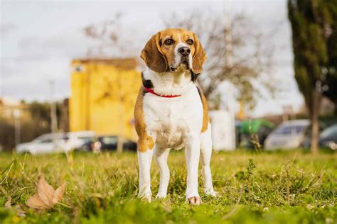 Beagle Coonhound Mix Puppies