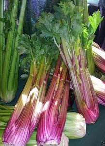 VibeX ® LXI-13 Red Venture Celery Seed Seed Price in India - Buy VibeX ...