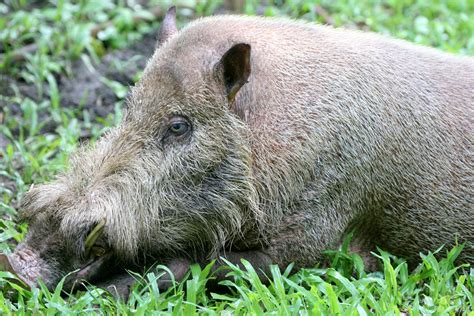 Genus Sus - Pigs — Coke Smith Wildlife
