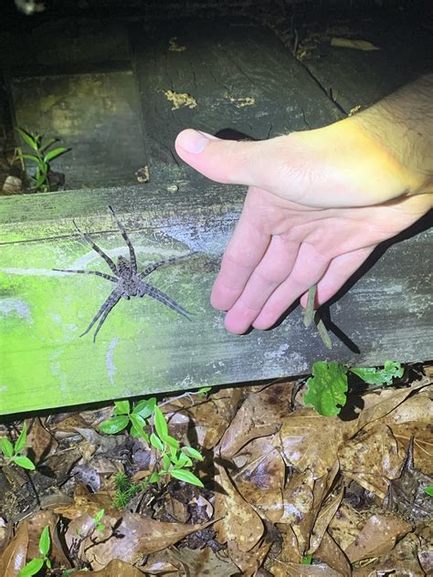 A very large female dark fishing spider (Dolomedes Tenebrosus) I saw ...