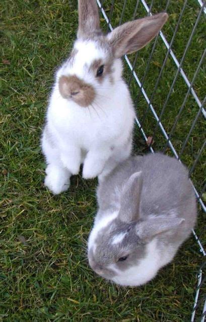 Nagetiere Allgemein Kleinanzeigen | Nagetiere Allgemein Annoncen ...